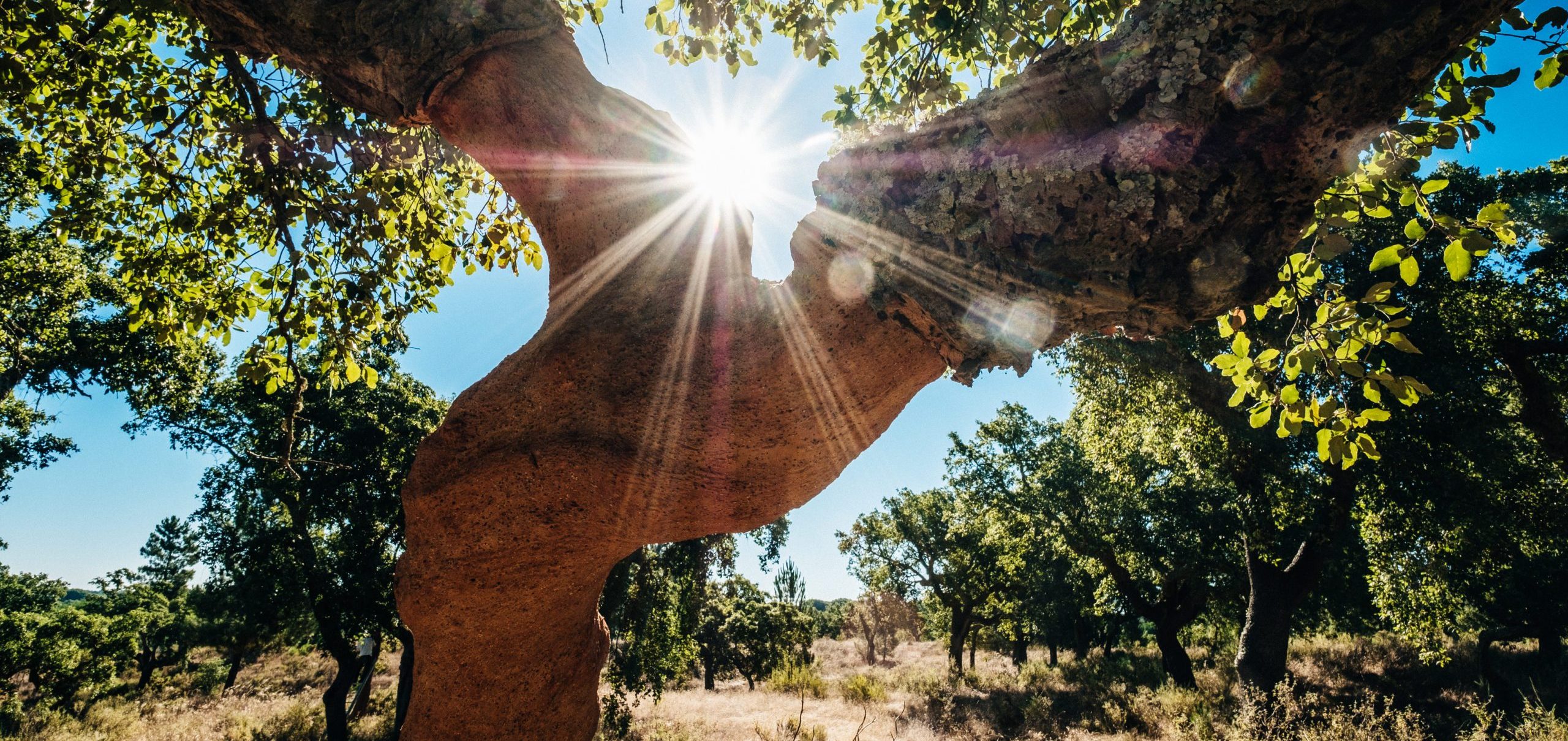 Matériaux de remplissage naturels – Nos solutions écoresponsables